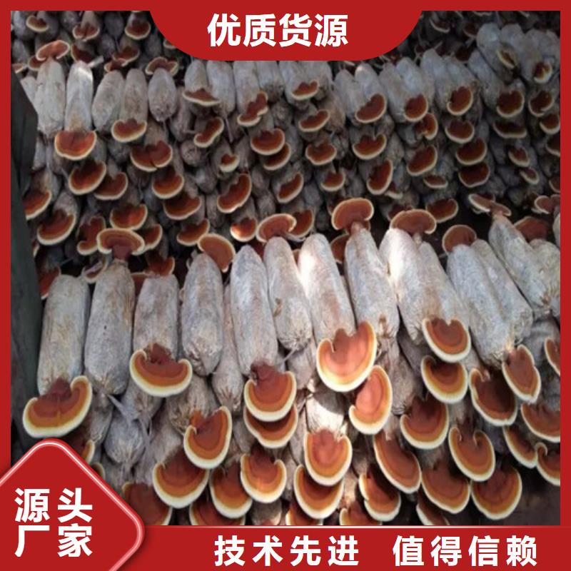 灵芝孢子粉怎么吃好吃