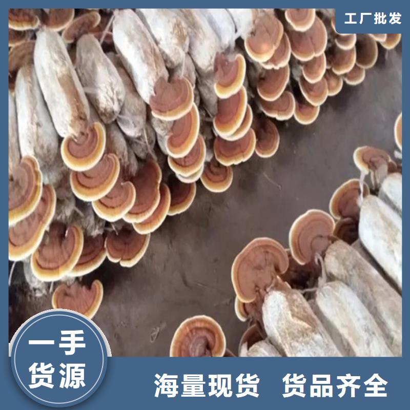 灵芝孢子粉可靠优惠