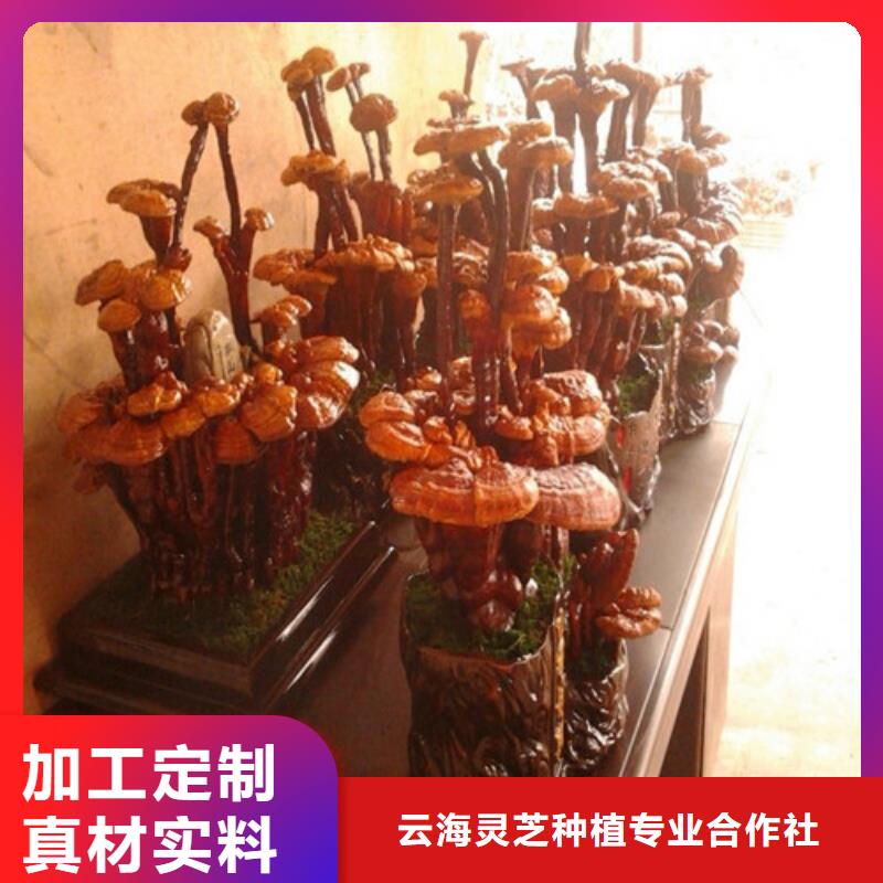 灵芝菌种怎么吃好吃