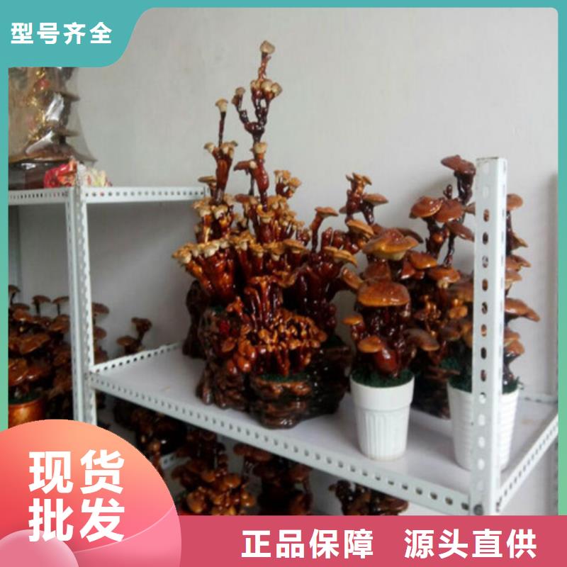 灵芝超微粉新品上市