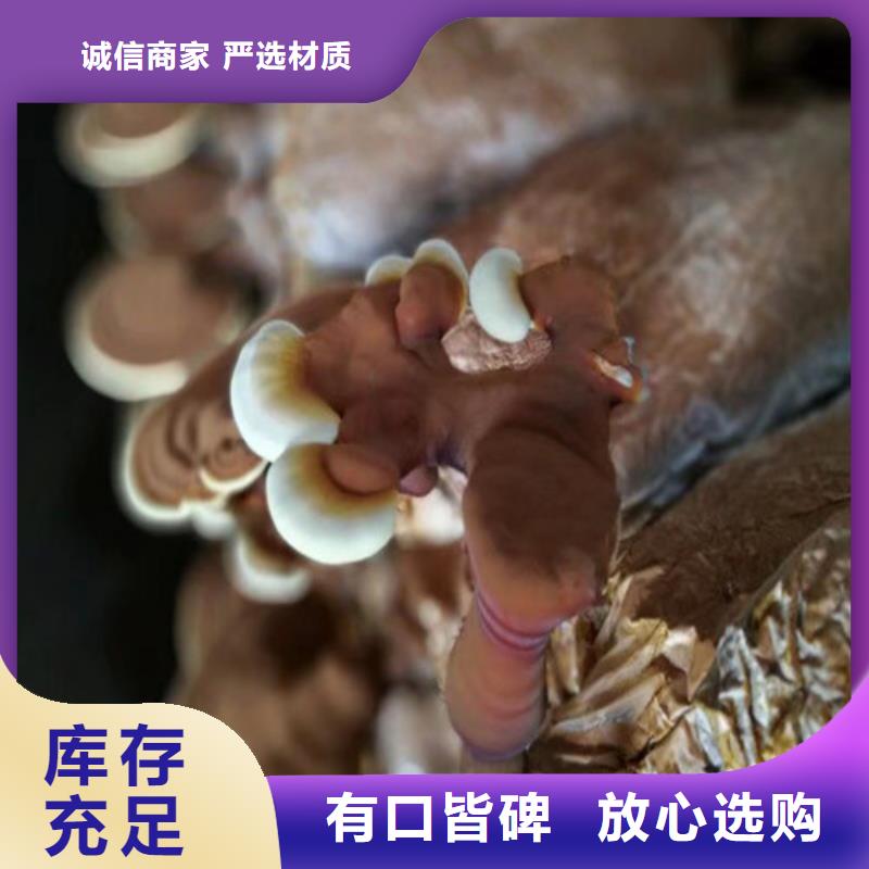 资讯：破壁灵芝孢子粉厂家