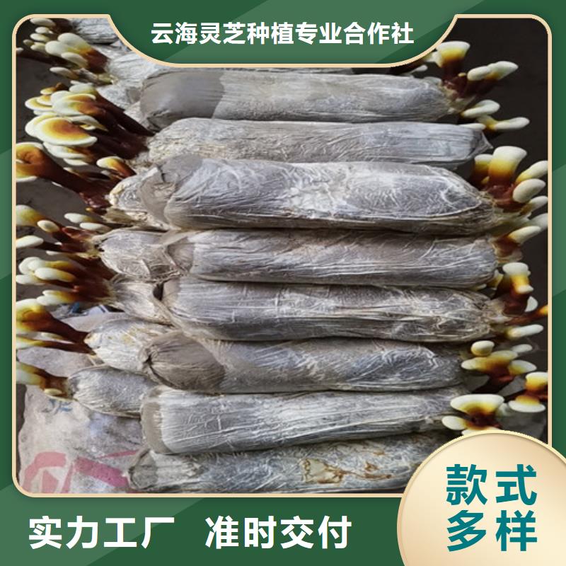 休宁灵芝粉批发价格