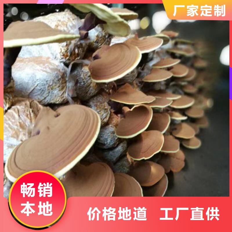 灵芝孢子粉品牌厂家