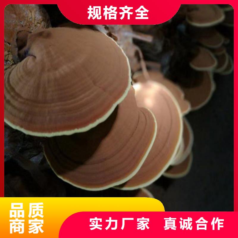 凤县灵芝菌种是什么味道