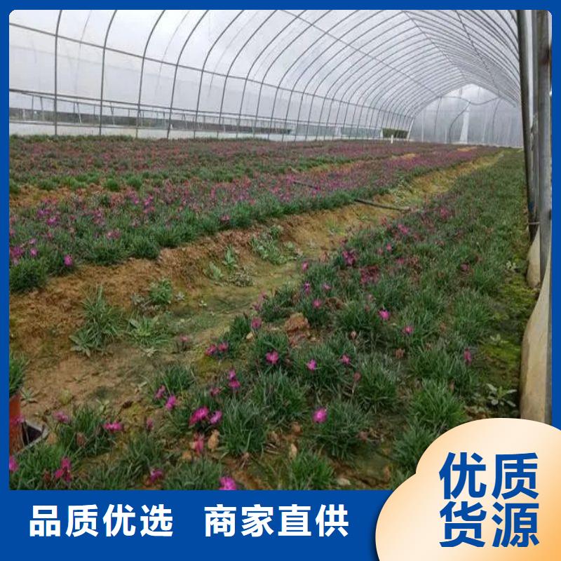 玻璃温室大棚怎么卖