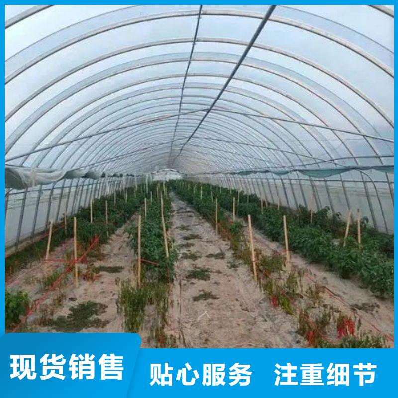 广东省珠海市唐家湾镇定尺连栋蔬菜大棚管实力厂家