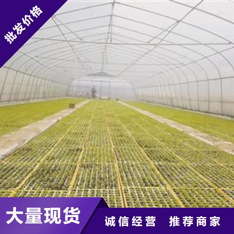 连动大棚厂家，现货