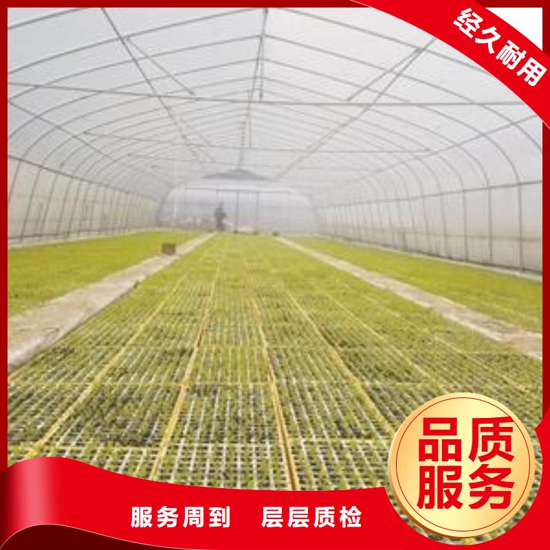 树苗大棚钢管行情走势、