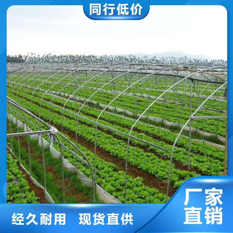 信州区薄膜连栋大棚实力厂家