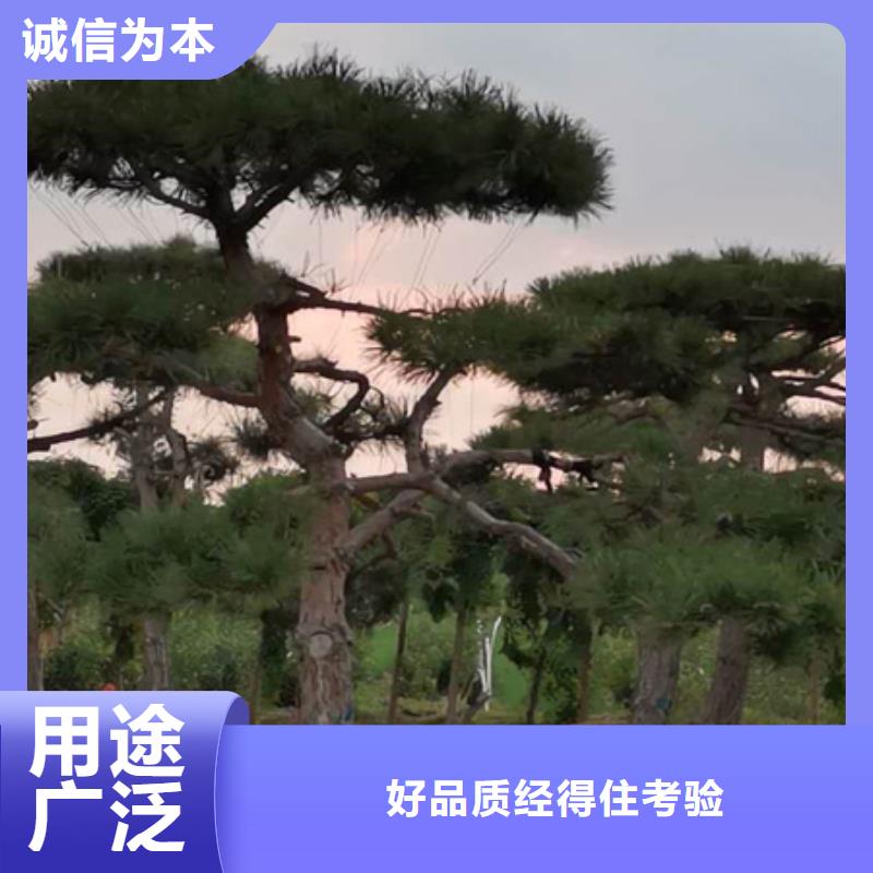 造型景松-热线开通中