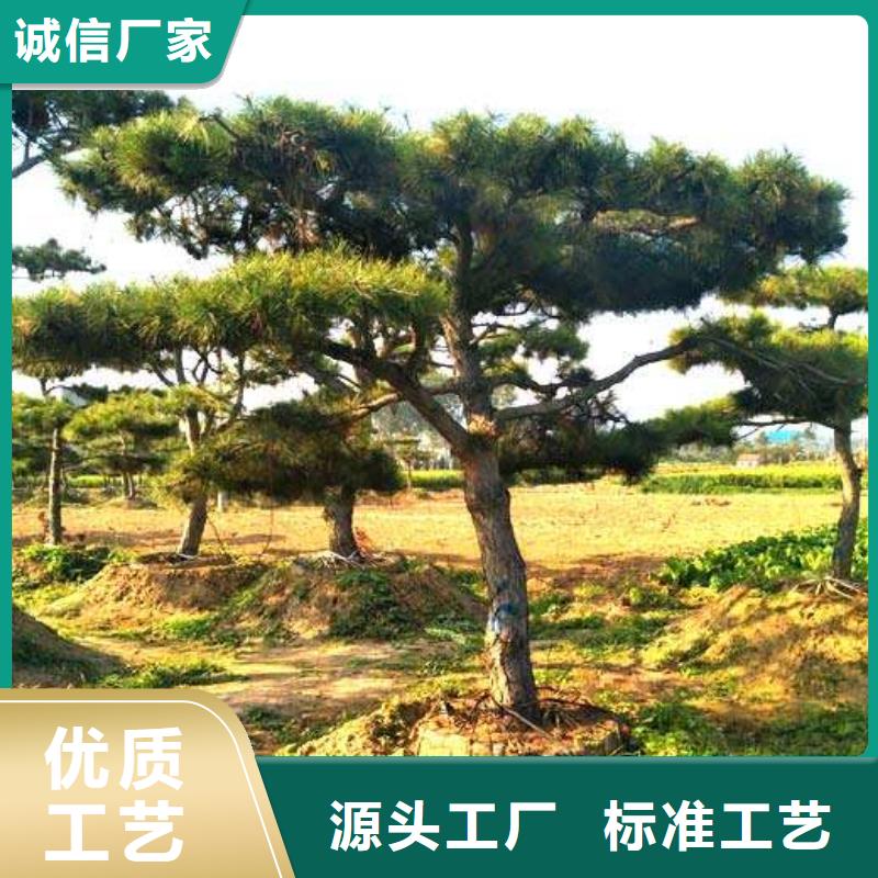 【造型松】,造型松基地多种工艺