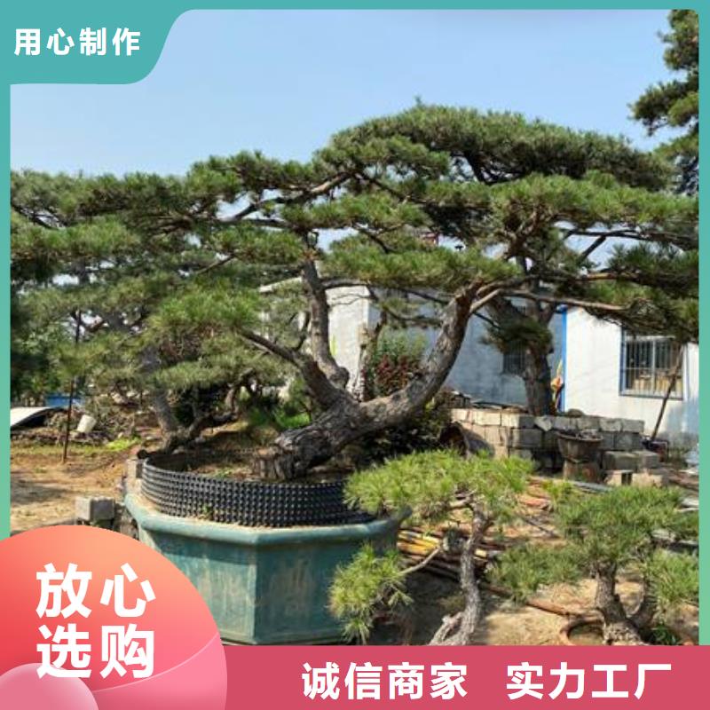 琼海市常年供应造型油松-大型厂家