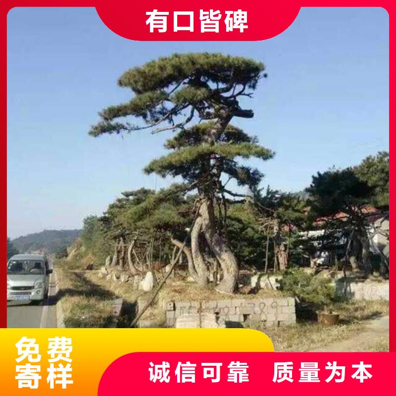 泰山风景松诚信商家