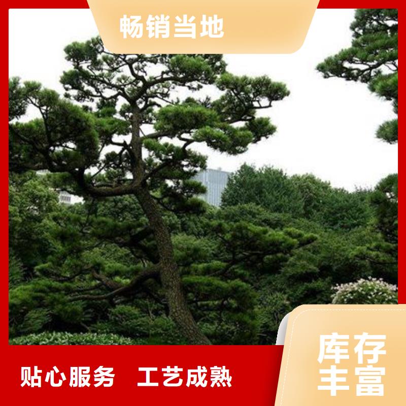 ##泰山风景松源头厂家##有限集团