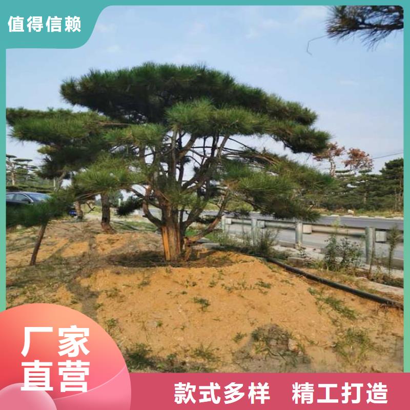 泰山松-踏踏实实做产品