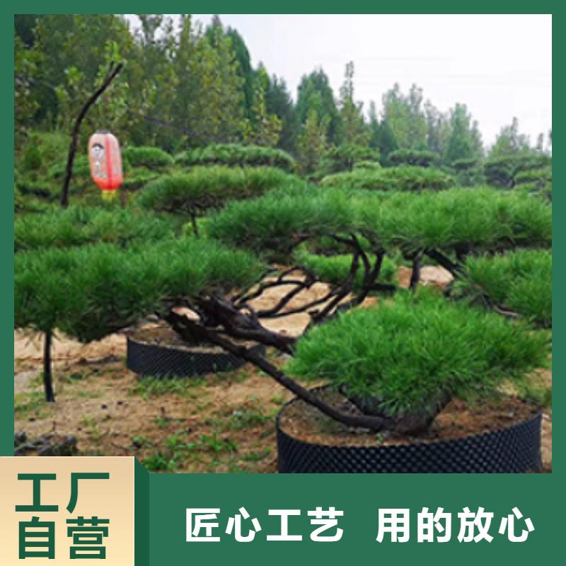 景观松-踏踏实实做产品