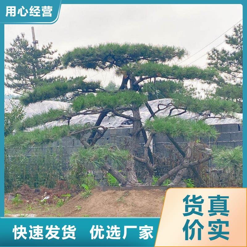 质量可靠的平顶松基地