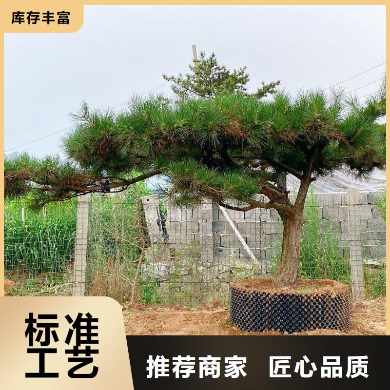 泰山松-踏踏实实做产品