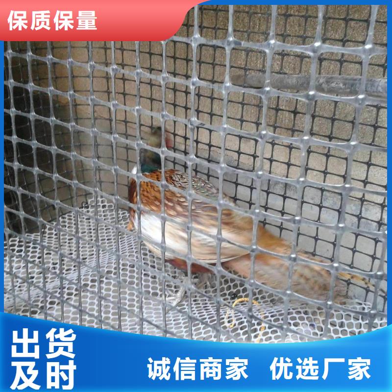 聚丙烯TGSG双向拉伸塑料土工格栅产品介绍塑料网养鸡塑料围网养殖黑色塑料网结实耐用养殖塑料网1-6米宽