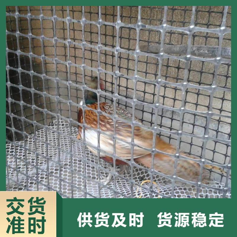 双向塑料土工格栅-土工滤网实力厂家