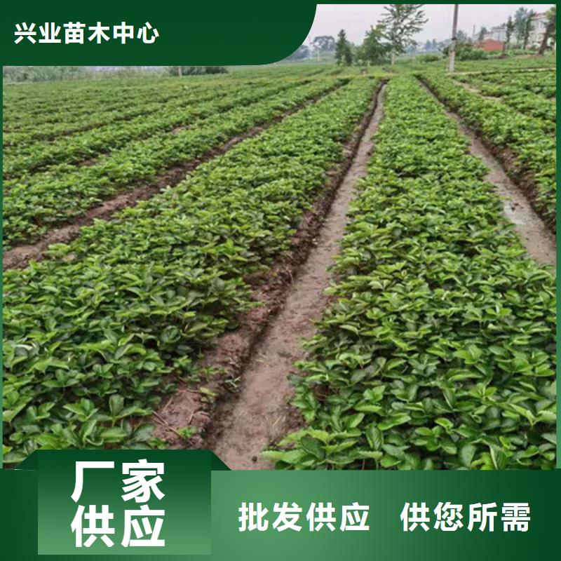 四季草莓蒙特瑞草莓苗