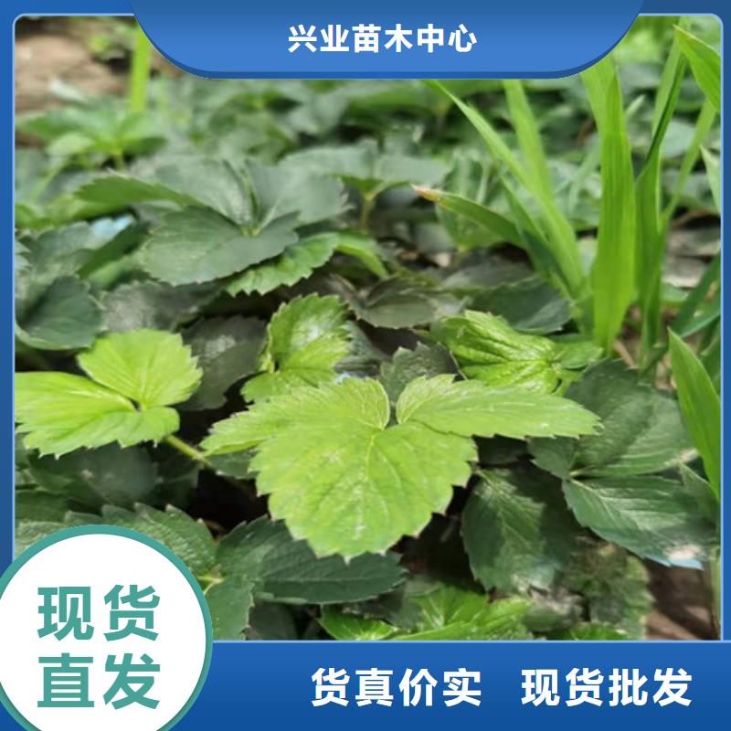 红玉草莓生产苗