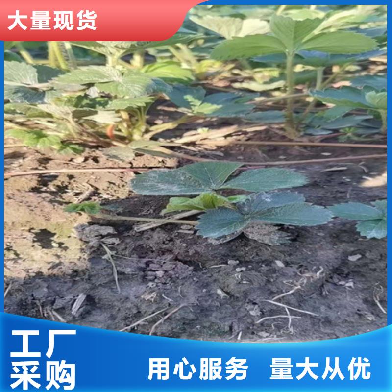 香蕉草莓苗