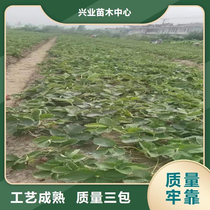 粉玉草莓苗