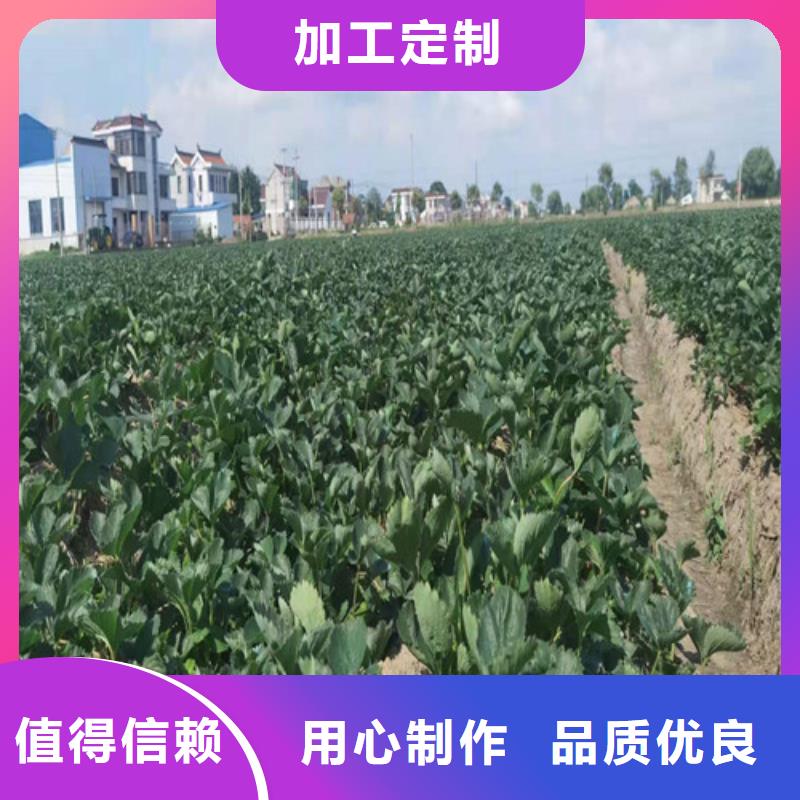 白雪草莓种苗