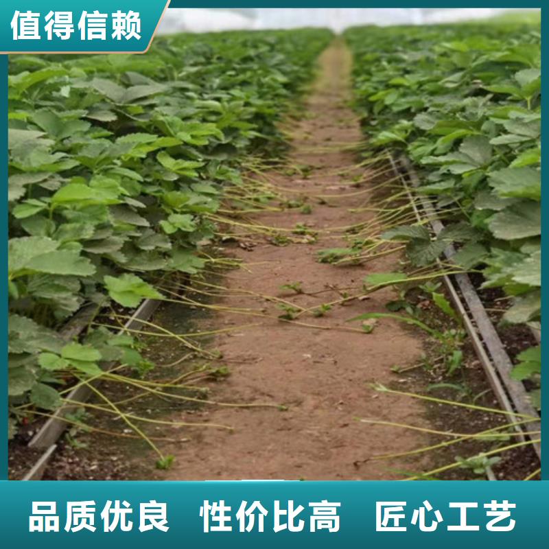 【草莓苗】大红袍花椒苗款式多样