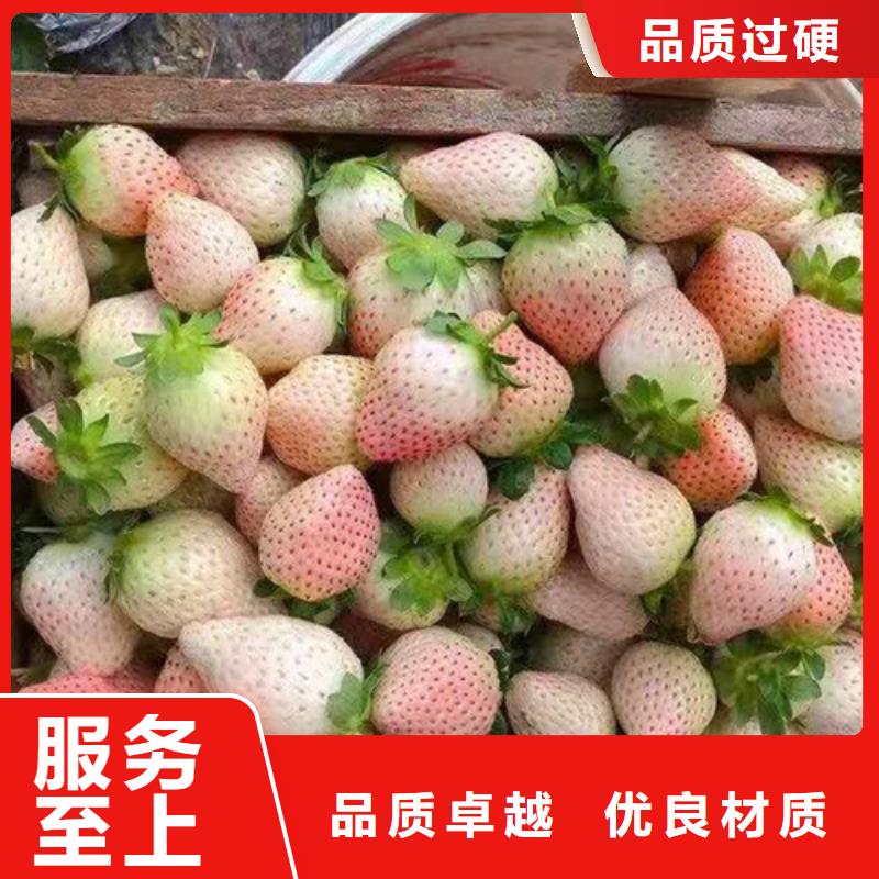 红颜草莓生产苗批发红颜
