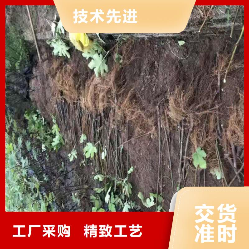 无花果,山楂苗质量安全可靠