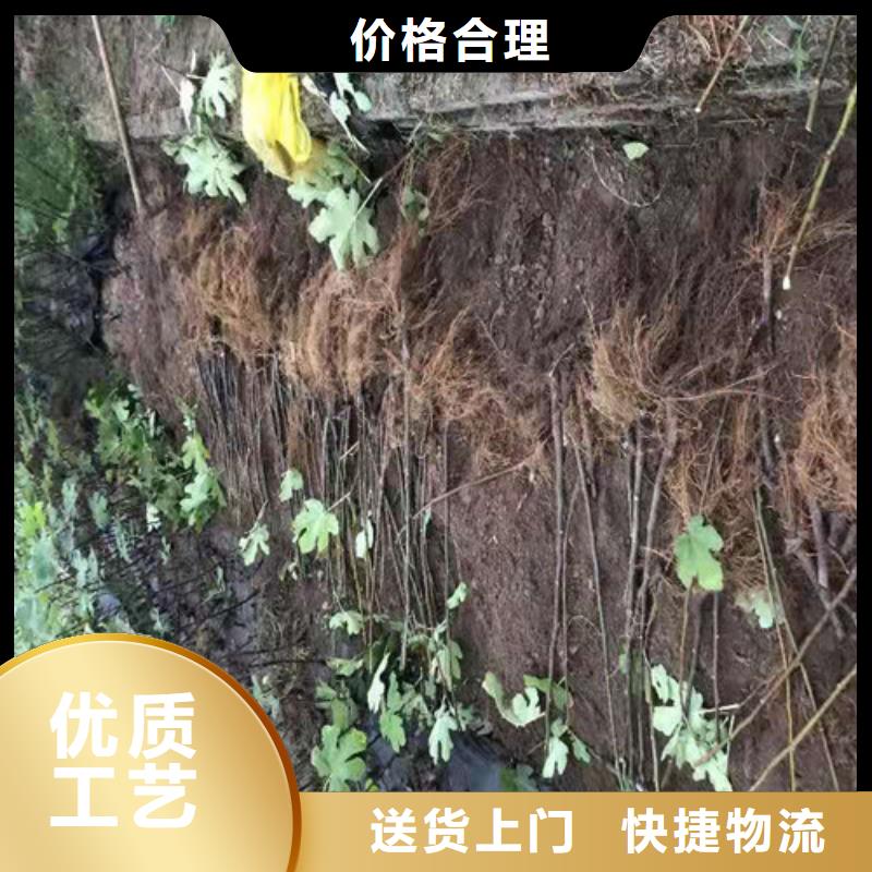 波姬红无花果多少钱一棵