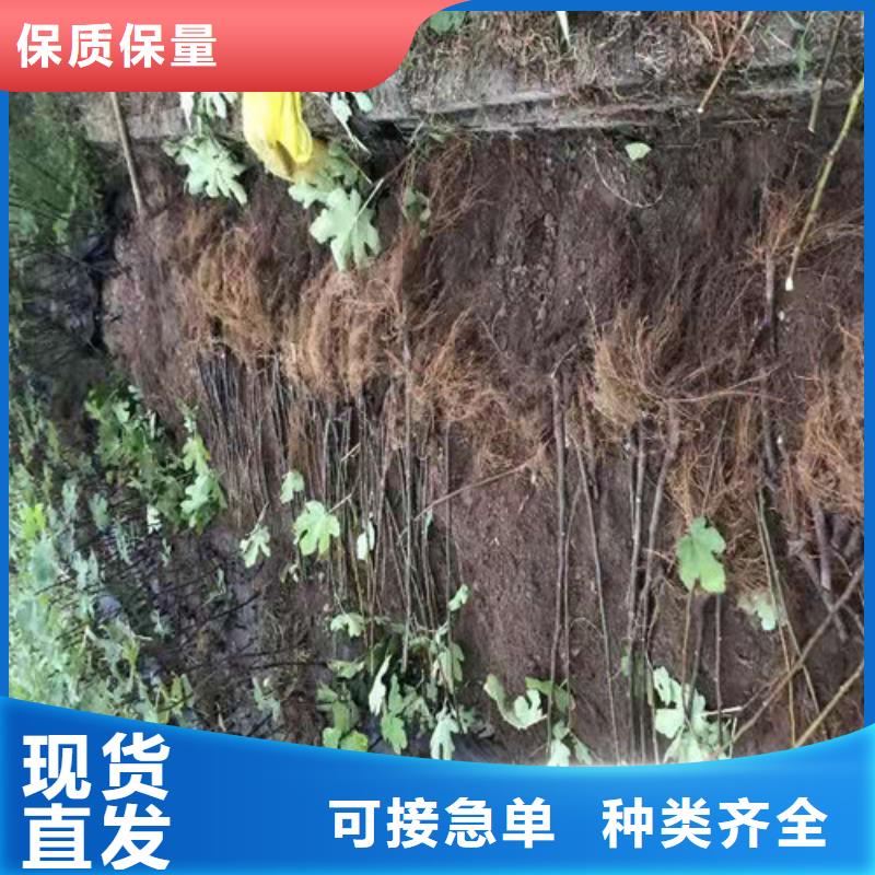 【无花果桃树苗精选好货】