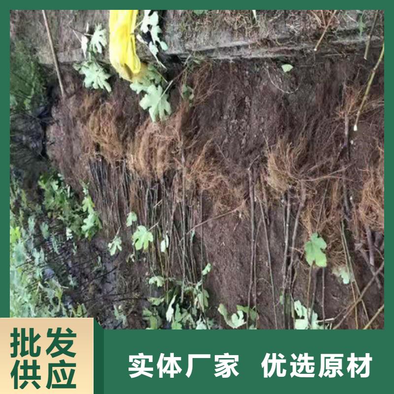 无花果蟠桃苗批发商
