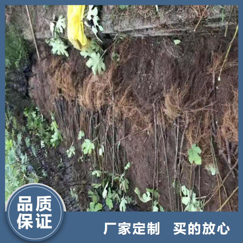 【无花果桃树苗精选好货】