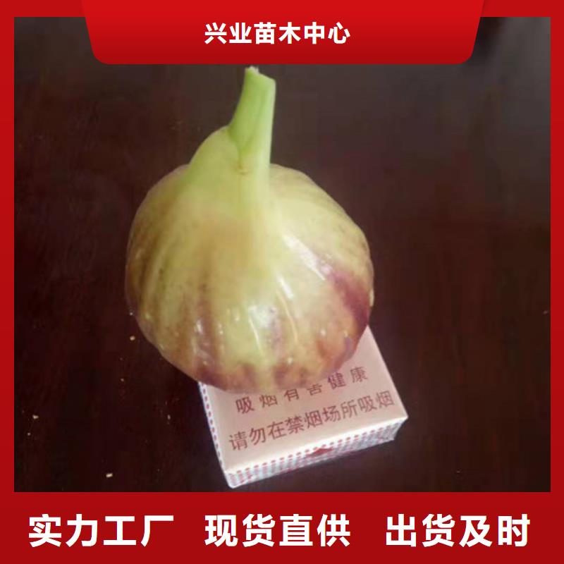 无花果苹果苗粘木价格有优势