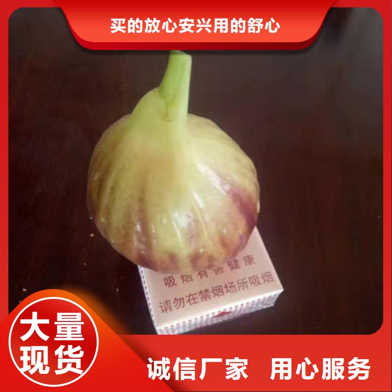 无花果花椒苗准时交付