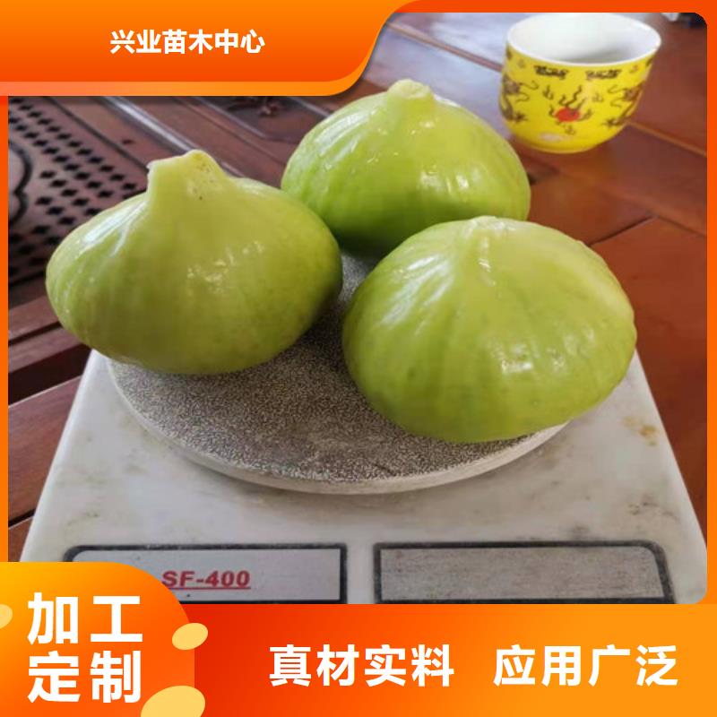 日本紫果无花果树