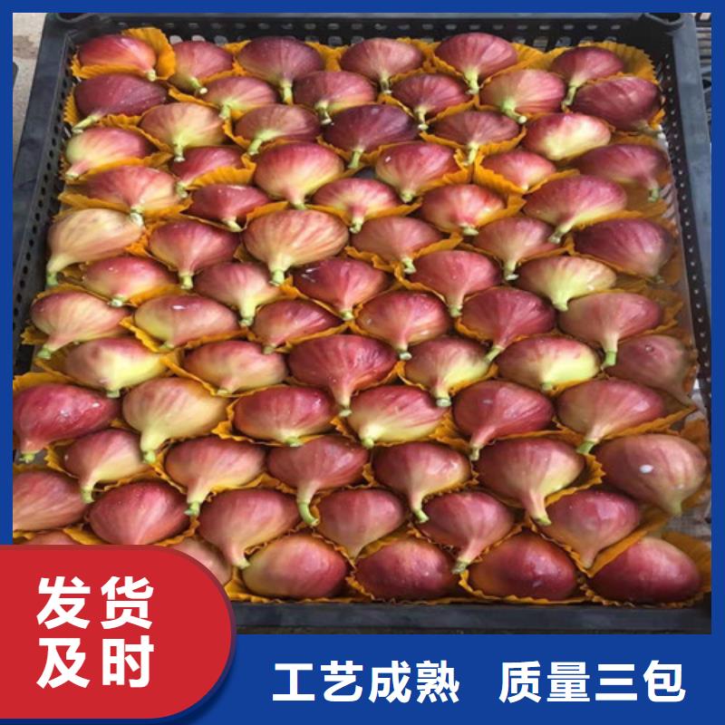 无花果蟠桃苗批发商