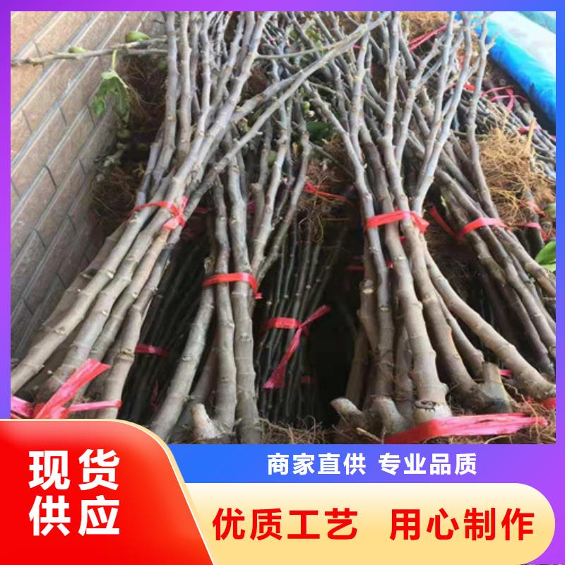 玛斯义陶芬无花果苗哪里的便宜