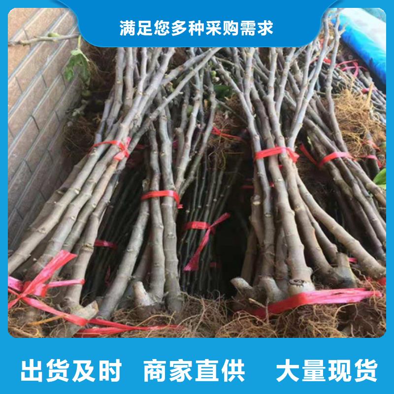 无花果车厘子苗重信誉厂家