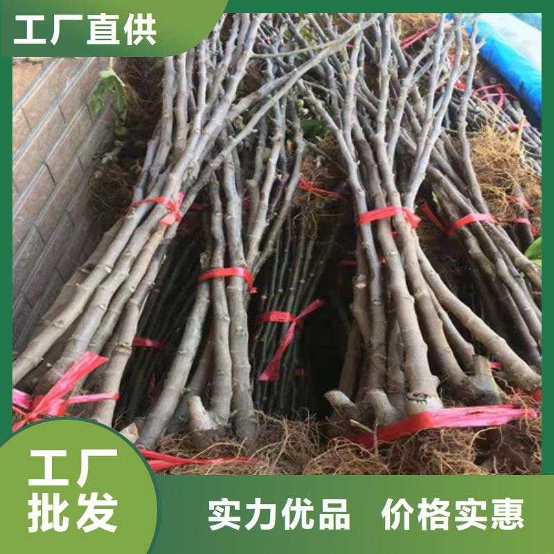 布兰瑞克无花果苗