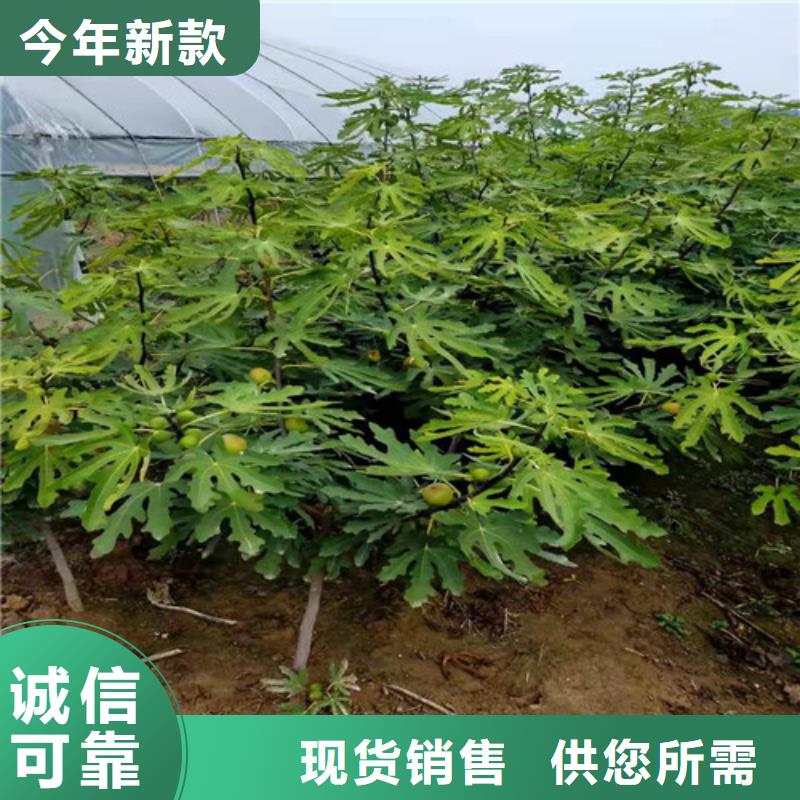 波姬红无花果树