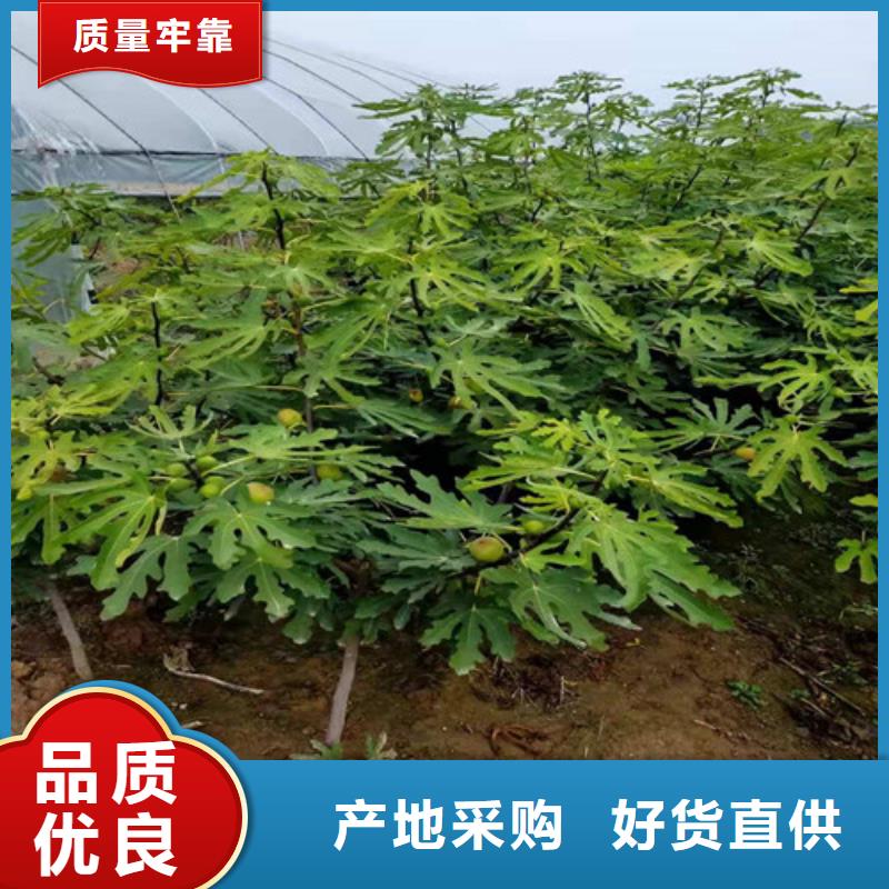 布兰瑞克无花果苗