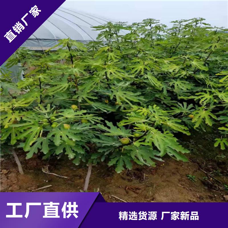 澄迈县波姬红无花果树苗一亩地种植利润