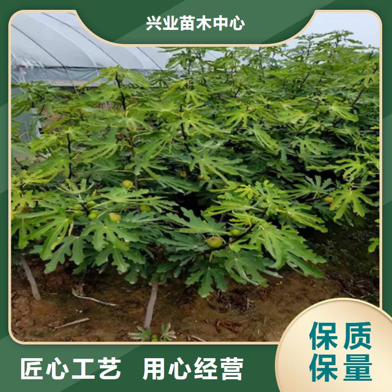 无花果珍珠油杏检验发货