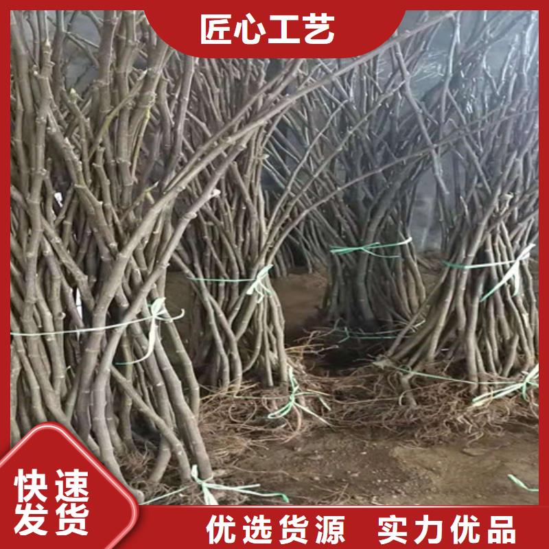 波姬红无花果苗