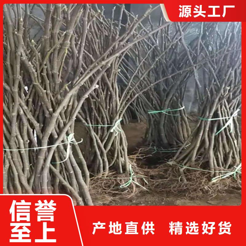 无花果苹果苗厂家现货供应