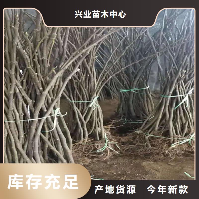 【无花果花椒苗市场报价】